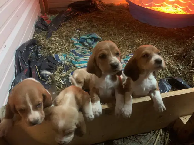Cute AKC basset hound puppies for sale - 1/9