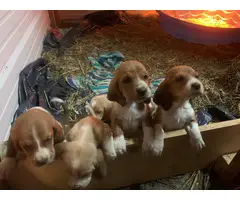 Cute AKC basset hound puppies for sale