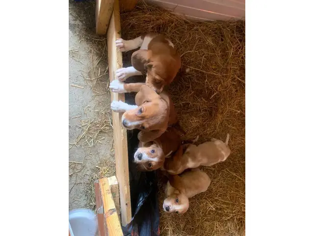 Cute AKC basset hound puppies for sale - 2/9