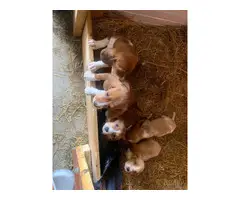 Cute AKC basset hound puppies for sale - 2