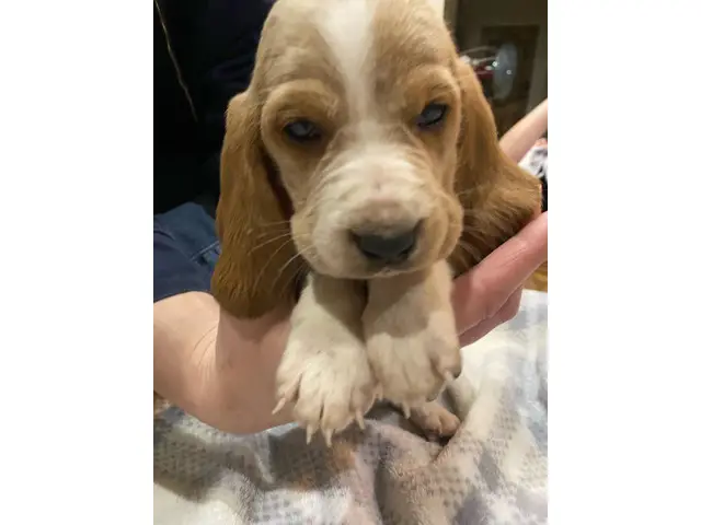 Cute AKC basset hound puppies for sale - 3/9