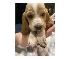 Cute AKC basset hound puppies for sale - 3