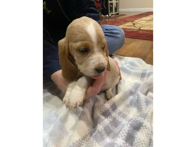 Cute AKC basset hound puppies for sale - 4/9