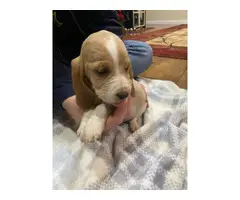 Cute AKC basset hound puppies for sale - 4