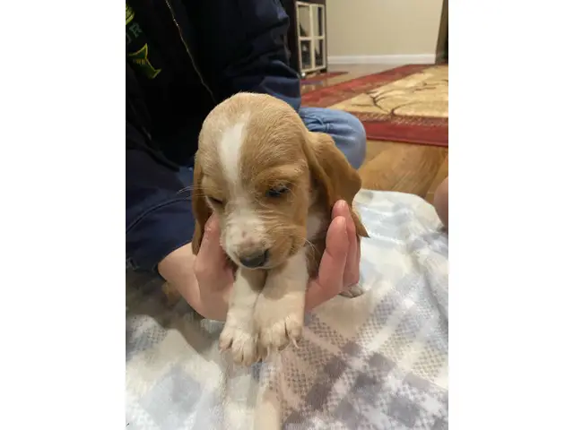 Cute AKC basset hound puppies for sale - 5/9