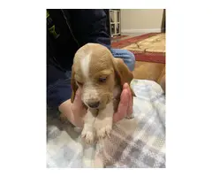 Cute AKC basset hound puppies for sale - 5