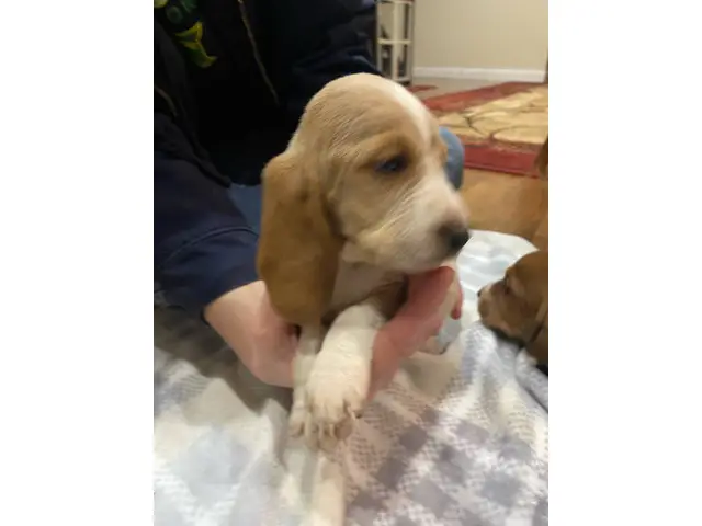 Cute AKC basset hound puppies for sale - 6/9