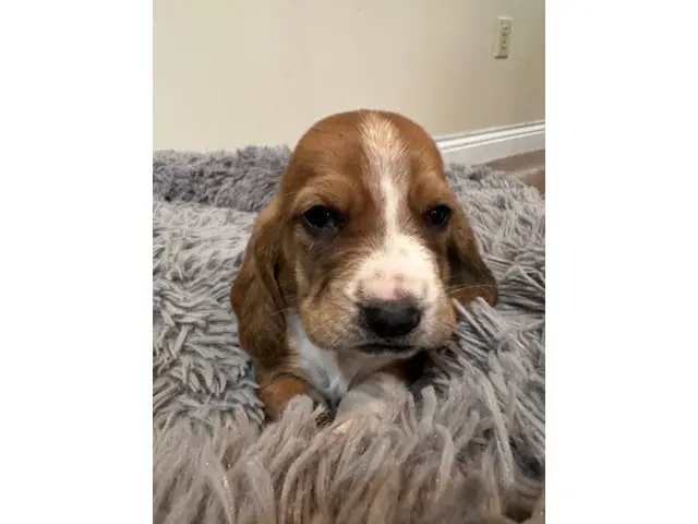 Cute AKC basset hound puppies for sale - 8/9