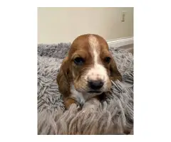 Cute AKC basset hound puppies for sale - 8
