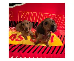 Two AKC Dashshund puppies for sale
