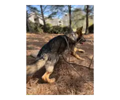 Outstanding Male German Shephed puppy - 4