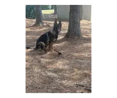 Outstanding Male German Shephed puppy - 5