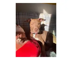 Female red-nosed pit bull puppy
