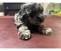 5 Havapoo puppies for sale