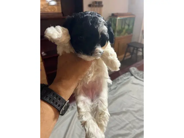 5 Havapoo puppies for sale - 4/6