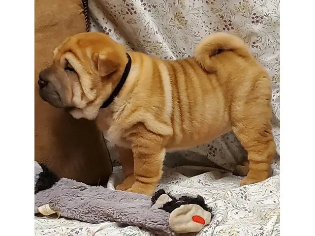 3 Akc Chinese Sharpei puppies for sale - 1/3