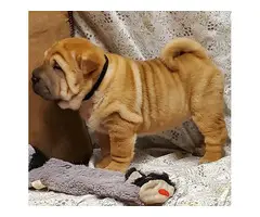 3 Akc Chinese Sharpei puppies for sale