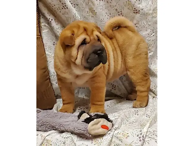 3 Akc Chinese Sharpei puppies for sale - 2/3