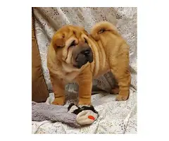 3 Akc Chinese Sharpei puppies for sale - 2