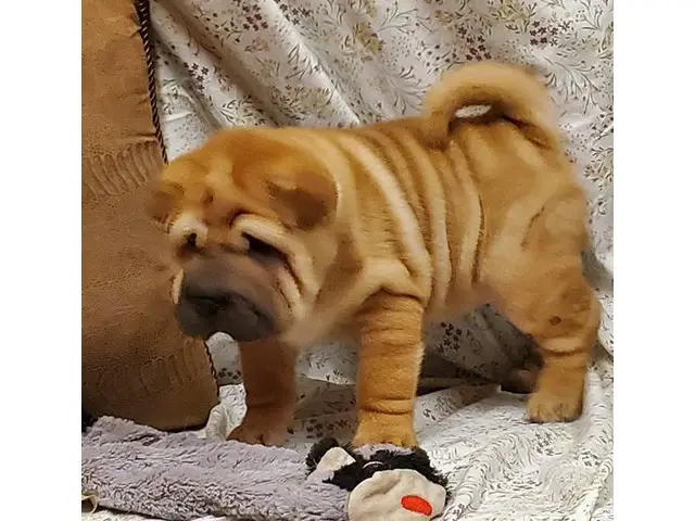 3 Akc Chinese Sharpei puppies for sale - 3/3