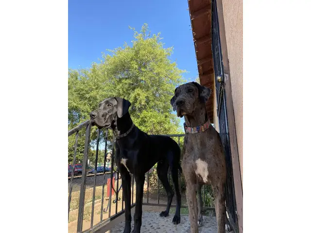 3 gorgeous and healthy Great Dane puppies - 4/5