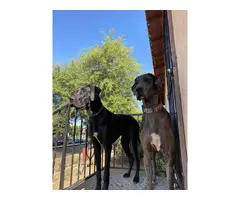 3 gorgeous and healthy Great Dane puppies - 4