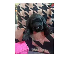 6 Goldendoodle puppies for sale - 2