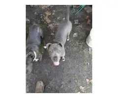 2 Female blue pitbull puppies