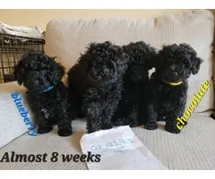 4 Beautiful and Loving Toy Poodle Puppies for Sale - 1