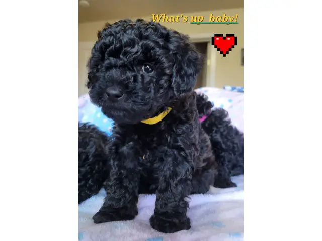 4 Beautiful and Loving Toy Poodle Puppies for Sale - 2/18