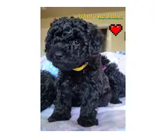 4 Beautiful and Loving Toy Poodle Puppies for Sale - 2