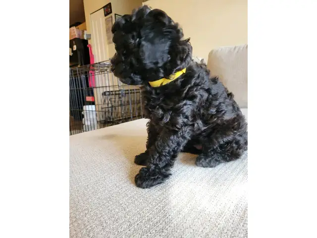 4 Beautiful and Loving Toy Poodle Puppies for Sale - 3/18