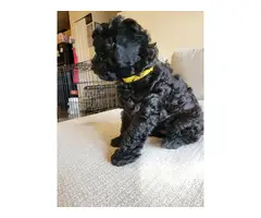 4 Beautiful and Loving Toy Poodle Puppies for Sale - 3