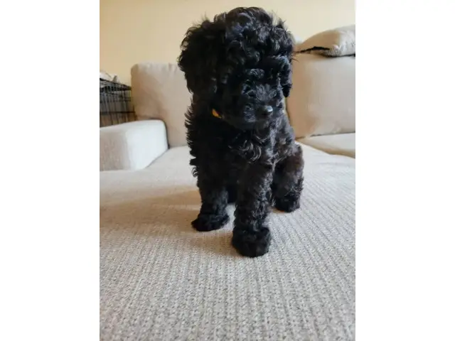 4 Beautiful and Loving Toy Poodle Puppies for Sale - 4/18