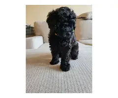4 Beautiful and Loving Toy Poodle Puppies for Sale - 4