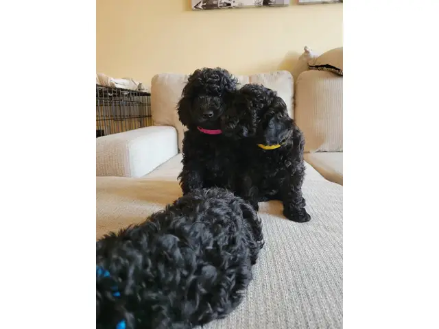 4 Beautiful and Loving Toy Poodle Puppies for Sale - 5/18