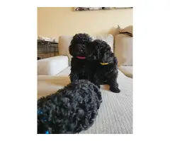 4 Beautiful and Loving Toy Poodle Puppies for Sale - 5