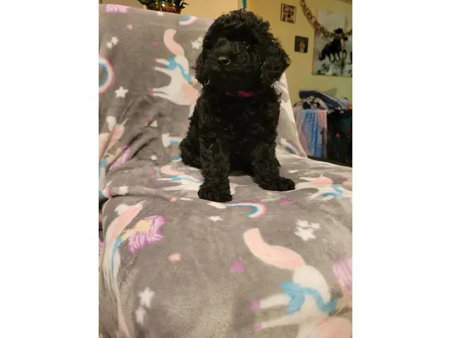 4 Beautiful and Loving Toy Poodle Puppies for Sale - 6/18