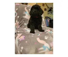 4 Beautiful and Loving Toy Poodle Puppies for Sale - 6
