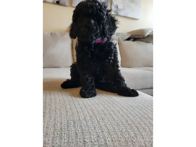 4 Beautiful and Loving Toy Poodle Puppies for Sale - 7/18