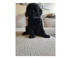 4 Beautiful and Loving Toy Poodle Puppies for Sale - 7
