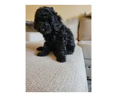4 Beautiful and Loving Toy Poodle Puppies for Sale - 8