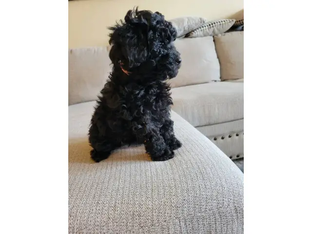 4 Beautiful and Loving Toy Poodle Puppies for Sale - 9/18
