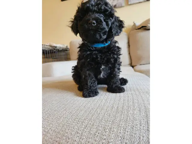 4 Beautiful and Loving Toy Poodle Puppies for Sale - 10/18