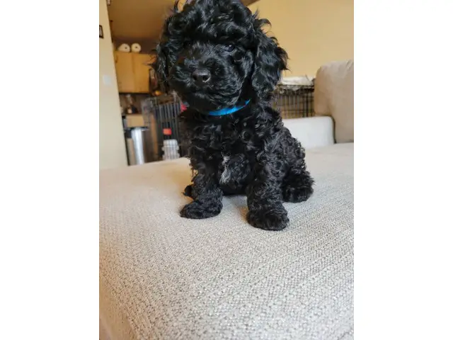 4 Beautiful and Loving Toy Poodle Puppies for Sale - 11/18