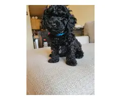4 Beautiful and Loving Toy Poodle Puppies for Sale - 11