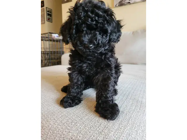 4 Beautiful and Loving Toy Poodle Puppies for Sale - 12/18