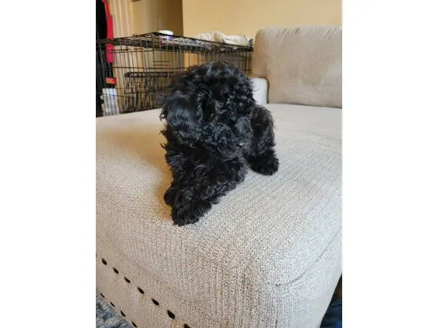4 Beautiful and Loving Toy Poodle Puppies for Sale - 13/18