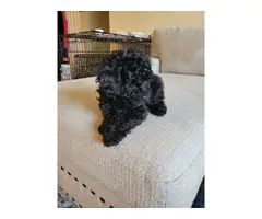 4 Beautiful and Loving Toy Poodle Puppies for Sale - 13
