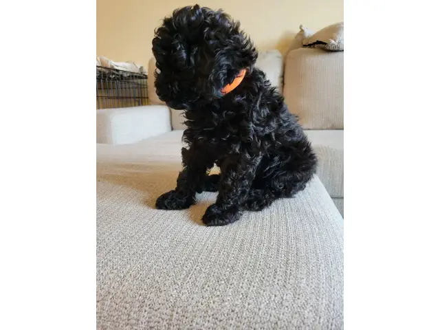 4 Beautiful and Loving Toy Poodle Puppies for Sale - 14/18